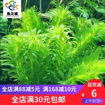 Fish City of aquatic plants in vivo aquarium aquatic plants living Pteris vittata centipede living aquatic ornamental grasses in vivo
