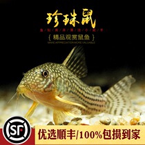 Water ethnic group] Pearl rat fish full of stars red wings pearl rat water grass cylinders eat garbage cleaning tools underlying fish