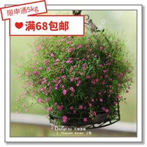 Flower edge Pickles imported flower seeds * Japanese SAKATA * Gypsy garden bride 5-10