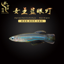 Tropical fish Blue-eyed lamp Lamp family fish Medaka fish Blue-eyed lamp fish Fluorescent lamp Blue lamp light traffic light Grass tank group swimming fish