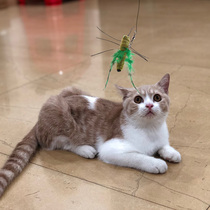 afp funny cat stick New cat toy simulation insect bite-resistant self-hi wire replacement head boredom kitten artifact