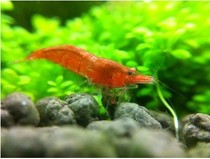 Live tool shrimp Polar fire shrimp Live ornamental shrimp Algae-removing shrimp Pet shrimp Flame shrimp 1 5 cm