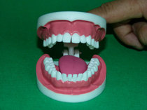Dental material tooth model with tongue oral care model brushing teaching model kindergarten teaching aids