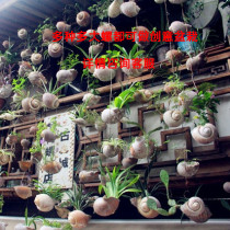 Natural shell conch fleshy potted decorative beautiful fun creative gardening supplies House and flower crafts