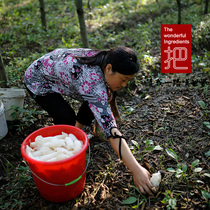 @Put Wenhan Sichuan bamboo Sun specialty Qingchuan County forest shade planting short skirt Bamboo Sun dry goods 50g