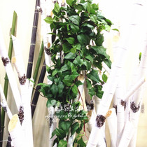 Simulation of green low-grade green Diola wall hanging simulation 1 2 m wall hanging plant plant wall decoration wall hanging