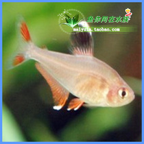 Tropical fish ornamental fish living glass flag rose Flag Fish Red big hook swordfish grass tank mixed culture