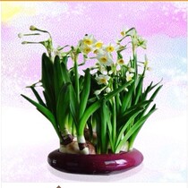  Shanghai flower potted shop daffodil potted New Years Eve flowers Spring Festival flowers are beautiful elegant and exquisite