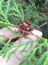 5 kg of wild fresh cypress leaves can be powdered and dried side cypress leaves to prevent hair loss and maintain hair