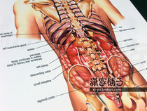 Human Abdominal viscera (back) anatomical map Abdominal Viscer English version decorative painting