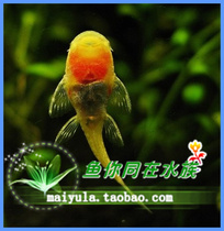 Golden red-eyed beard red-eyed beard tool algae fish tropical fish ornamental fish live