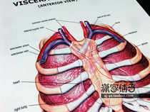 Human chest lung anatomy atlas Viscera of Thorax (English version) poster decorative painting