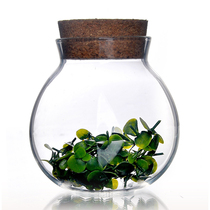 Glass tea cans Cork herbal tea cans sealed cans storage cans transparent lead-free dried fruit storage cans