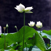 Ning Xiaoer Ning Xiaoer connector temperature control socket Industrial physical store direct shipping fee to make up the difference of 1 yuan