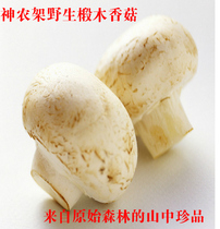 Wild dried shiitake mushrooms dried shiitake mushrooms 250 grams bulk pearl mushrooms Small shiitake mushrooms dried shiitake mushrooms Fangxian flower mushroom farm special grade