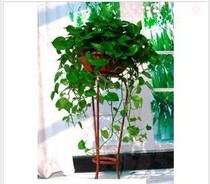  Green radish chlorophyll potted office living room company purified air plants and flowers New decoration formaldehyde-absorbing flowers