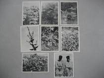 1950s foreign version of plant pictures 8 pieces