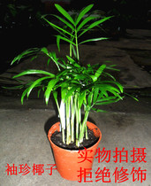 Indoor potted pocket coconut purified air absorbs formaldehyde and can be hydroponic