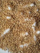 Floating wheat floating wheat floating wheat new shelled wheat grain 250g