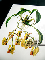 (Drum Orchid) illustration hand-painted super realistic plant flower poster painting core decorative painting