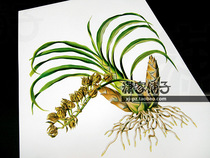(Feiyan orchid small bird orchid) orchid illustration hand-painted super realistic flower poster core decorative painting