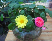 Quality Copper Money Grass Water Bacon Flowers South America Sky Hu Wilting Numismatic Coins Grass Money Lotus Money Lotus Water Money