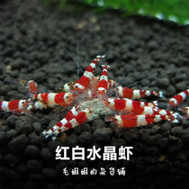 Crystal shrimp regardless of male and female red and white shrimp S-class ornamental shrimp wine red gene shrimp Black king kong live shrimp aquarium grass tank