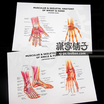 Human hand and Foot Anatomy map hand Foot hand Foot Anatomy English version poster decoration