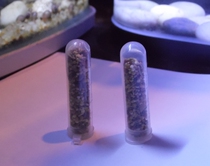 Seeds * Special food for harvesting ants Canary rapeseed four seasons green corn crushed red and yellow grain grass seeds