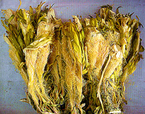 (3 Jin) farmhouse new-Sun Seven-star sword flower overlord flower dry 500g