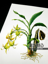 (Swan Orchid -1 Orchid) Illustration Hand-painted Super Realistic Plant Flower Poster Core Decorative Painting