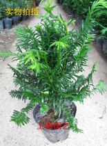 Yew Air Purifying Yew Bonsai Bonsai Green Plant Flowers Potted radiation-resistant plant