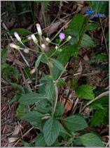 Special price Mountain village fresh wild herbs Herbs Raw herbs Xiao Shanhu Kefa Shunfeng