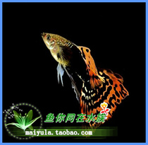 Leopard spot guppies BAO WEN guppies guppies tropical fish ornamental fish live matching high-grade