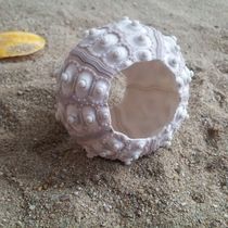 Conch shell lamp pearl sea urchin shell Coral ornaments Creative home decoration Wedding decoration starfish