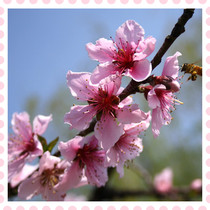 Fresh peach blossom flower buds make pure dew enzyme group purchase edible flowers marinated peach blossom special pure dew