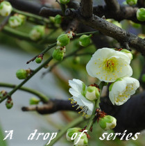 Fresh Green Sepals Plum Flowers every year 2 flowers Every year floral white plum green plum flowers extract pure dew-baked flower tea