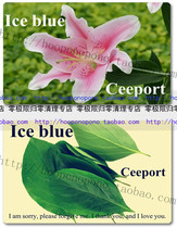 Ceeport Zero Limit PVC Material Cleaning Card ICE BLUE PINK White Lily Persimmon Leaves