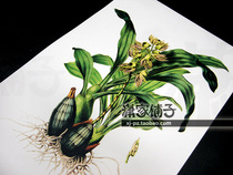 (floating lip orchid-dragon beard orchid) orchid hand-painted super realistic plant flower poster core decorative painting