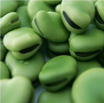 Selected early-maturing broad bean seeds high oil yield high nutritional value planted vegetables Four Seasons broad bean seeds