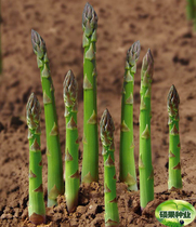 (Imported Asparagus Seeds) One of the worlds top  dishes  The Vegetable King Stone Diao Berbai Seed Eagle