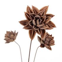 Original ecological natural dried flower Lotus Lotus decorative flower living room simulation flower Exquisite fake flower special price flower