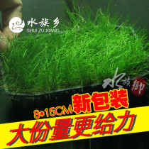Aquarium Township] Landscape water grass mini cow hair grass sterile cup needle leaf Beef felt novice fish tank prospect water grass