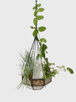  {New product} Succulents Glass Greenhouse Empty phoenix chlorophyll Micro-landscape hanging flower device