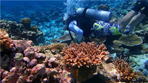 Youll have access to onsite scuba diving experience deposit