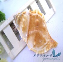 Natural sea snail shell red neoplasmosis snail sea star