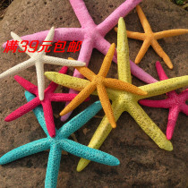 Natural five finger starfish shell conch wall affixed to the floor Wedding ornaments shooting landscape specimens Crafts