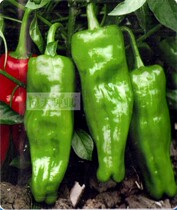 Early maturing spicy moderate spicy (Changlianghua pepper No. 17) Cattle pepper seed pepper