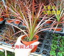 Seven colorful wooden potted colorful iron Millennium wood colored leaves