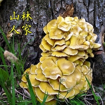 Changbai Mountain Yuhuang Mushroom Northeast Yuhuang Mushroom High Nutrition Low Calorie 2 Jin